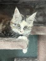 Maine coon kittens, Dieren en Toebehoren, Katten en Kittens | Raskatten | Langhaar, Poes, Gechipt, 0 tot 2 jaar