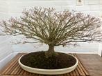 Grote bonsai acer kiyohime, Tuin en Terras, Ophalen