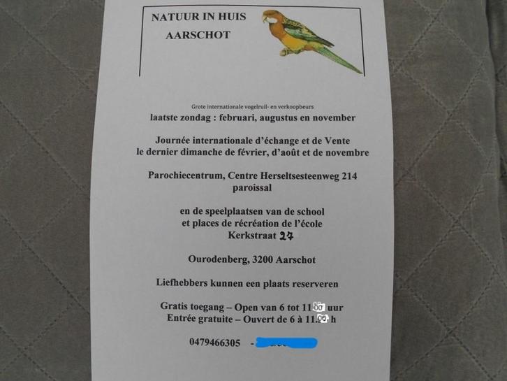 Parkieten . Vogelbeurs Aarschot 30-11-2025, Dieren en Toebehoren, Vogels | Parkieten en Papegaaien, Parkiet, Meerdere dieren, Geringd