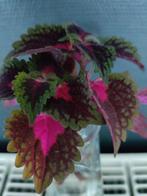 Stekje van de Siernetel, Huis en Inrichting, Kamerplanten, Ophalen