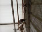Figurita duif, Dieren en Toebehoren, Vogels | Duiven, Meerdere dieren, Overige soorten