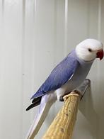 zeer mooie wkwst violet kans opaline 2022, Dieren en Toebehoren, Vogels | Parkieten en Papegaaien, Mannelijk, Parkiet, Geringd