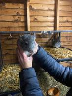 Chinchilla, Dieren en Toebehoren, Knaagdieren, Chinchilla, Augustus, Meerdere dieren, Tam