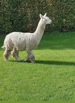 Alpaca suri hengst wit, Dieren en Toebehoren, Juli, Mannelijk