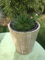 Aloë vetplant in houten, witte cache-pot, Huis en Inrichting, Minder dan 100 cm, Ophalen of Verzenden, Halfschaduw, In pot