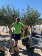 Olijfboom Olea europea, Tuin en Terras, Ophalen, Olijfboom
