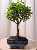 Bonsai Orme de Chine (Ulmus parviflora), Ophalen