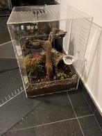 Gekko met terrarium, Dieren en Toebehoren, Reptielen en Amfibieën | Toebehoren, Ophalen, Zo goed als nieuw