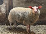 Schaap ram, Dieren en Toebehoren, Meerdere dieren, Schaap, 0 tot 2 jaar