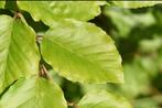 beukenhaag planten, Tuin en Terras, Planten | Struiken en Hagen, Haag, Beukenhaag, Ophalen of Verzenden, 100 tot 250 cm