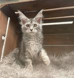 maine coon, Dieren en Toebehoren, Meerdere dieren, Gechipt, 0 tot 2 jaar