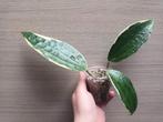Hoya macrophylla albomarginata, Huis en Inrichting, Ophalen of Verzenden
