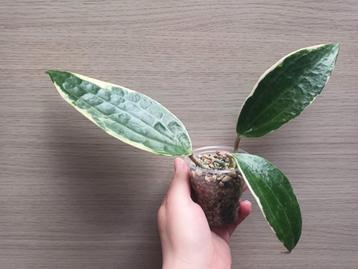 Hoya macrophylla albomarginata  beschikbaar voor biedingen