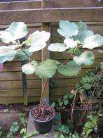 Figuier bouture 2024, Ophalen, Volle zon, In pot, Vijgenboom