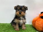 Yorkshire Terrier pups