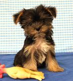 Supermooie Yorkshire pup!, Dieren en Toebehoren, Yorkshire Terriër, 15 weken tot 1 jaar, Reu, Buitenland