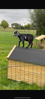 Geitje, Dieren en Toebehoren, Mannelijk, Geit, 0 tot 2 jaar