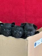 Schipperke puppy reutje, België, Particulier, 8 tot 15 weken, CDV (hondenziekte)