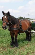 Belgisch trekpaard, Dieren en Toebehoren, Paarden, Merrie, Niet van toepassing, Gechipt, Tuigpaard