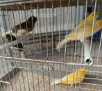 Kanaries, Dieren en Toebehoren, Vogels | Kanaries