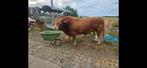 Limousin stier