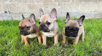 Franse Bulldog pups bij ons thuis geboren beschikbaar voor biedingen