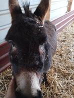 Ezel, Animaux & Accessoires, Moutons, Chèvres & Cochons