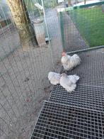 Trio cochin parelgrijskoekoek, Meerdere dieren, Kip