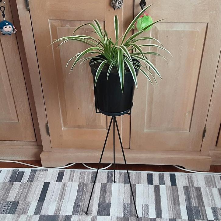 Mooie grote kamerplant Chlorophitum Comosum/ Graslelie, Maison & Meubles, Plantes d'intérieur, En pot, Enlèvement ou Envoi