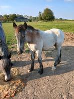 Blauw trekpaard hengstenveulen veulen met goede afstammeling, Animaux & Accessoires, Chevaux, Étalon, Ne s'applique pas, Vermifugé