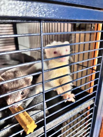 Paire de microfrettes., Furet, Domestique, Avril, Plusieurs animaux