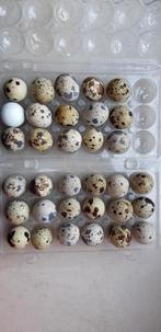 Oeufs de cailles du japon JUMBO fécondés, Dieren en Toebehoren, Ophalen