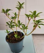 Skimmia japonica rubinetta, Tuin en Terras, Planten | Tuinplanten, Ophalen