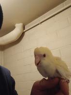 Kakariki apprivoisée 2025, Perruche, Domestique