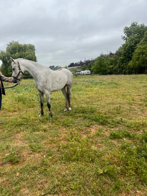 Schimmel merrie te koop, Dieren en Toebehoren, Paarden, Merrie, Onbeleerd, Ontwormd