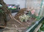 Terrarium/ terra /, Dieren en Toebehoren, Ophalen, Zo goed als nieuw