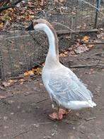 Lavendel chinese knobbelgans, Animaux & Accessoires, Volatiles, Mâle, Oie ou Cygne