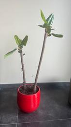 Scheuten van rubberplant in rode bloempot, Huis en Inrichting, Kamerplanten, Ophalen, Ficus, Halfschaduw, In pot