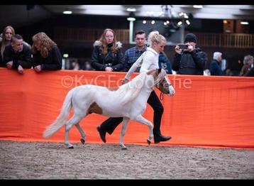 Te koop, hengst, BMP, NMPRS, minipaard, miniatuurpaard, pony beschikbaar voor biedingen