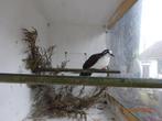 Tamboerijn duif, Domestique, Oiseau tropical, Mâle