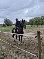 Training, zadelmak maken, lessen, Dieren en Toebehoren, Zadelmak