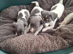 Blauw Grijze Jack Russel pups, Dieren en Toebehoren, Honden | Jack Russells en Terriërs, België, Jack Russell Terriër, 8 tot 15 weken