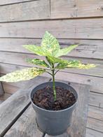 Japanse broodboom (Aucuba japonica), Tuin en Terras, Overige soorten, Lente, Minder dan 100 cm, Ophalen