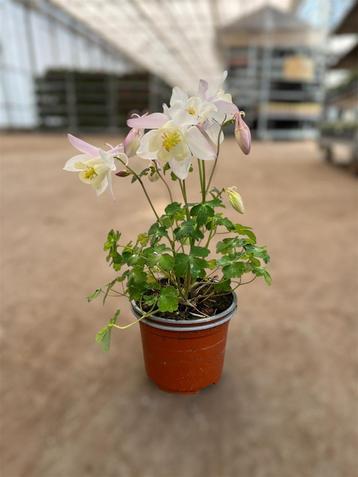 Aquilegia in verschillende kleuren beschikbaar voor biedingen
