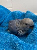 Dwergpapegaai babys handtam, Dieren en Toebehoren, Vogels | Parkieten en Papegaaien