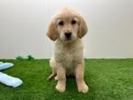 Chiots Golden Retriever