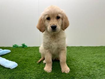 Chiots Golden Retriever disponible aux enchères