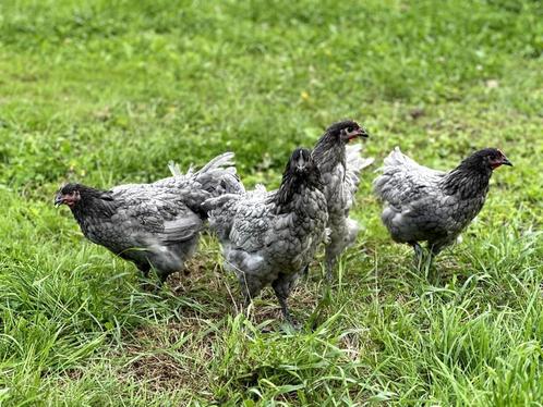 Jonge tamme Australorp kippen Blauw gesekst en ingeënt, Dieren en Toebehoren, Pluimvee, Kip, Vrouwelijk