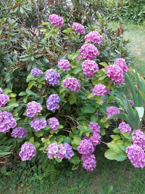 GRAND VIDE-GRENIER  et belles plantes au jardin !!, Jardin & Terrasse, Plantes | Jardin, Enlèvement