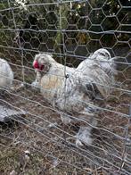 2 zijdehoen haantjes zoeken een nieuwe thuis, Dieren en Toebehoren, Mannelijk, Kip